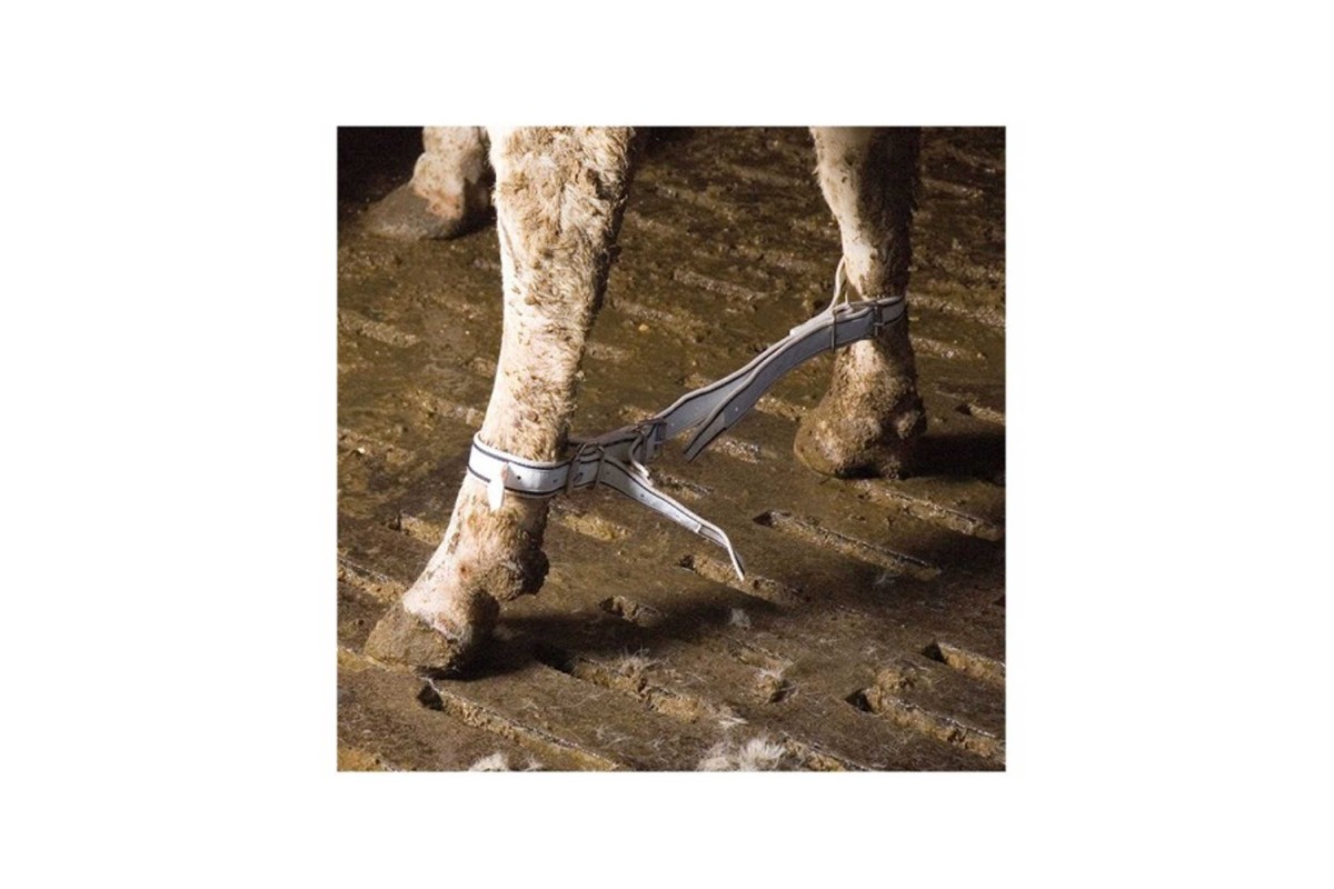 Ιμάντας Συγκράτησης Ποδιών Βοοειδών 10K91.1 Ιμάντας Συγκράτησης Ποδιών Βοοειδών 10K91.1