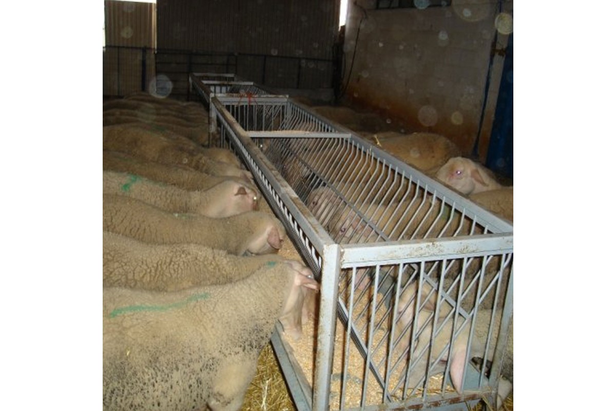 Ταΐστρα 1,25μ με σκέπαστρο τρίγωνο Ταΐστρα 1,25μ με σκέπαστρο τρίγωνο